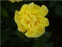 ce2e52cb-Picture 5968.jpg